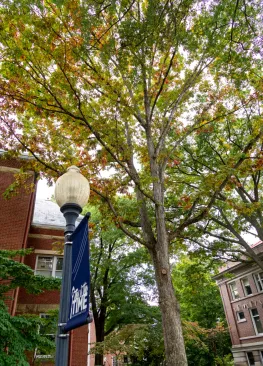 A tree on The Christy Mall at Marietta College during fall