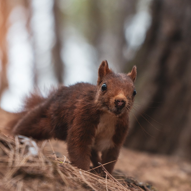 Squirrel