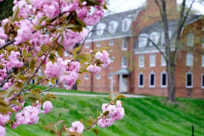 Close up of pink blooms with a building in background