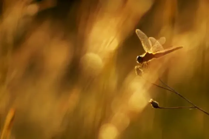 Dragonfly