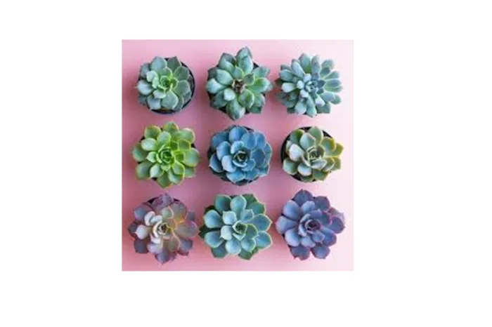 Succulents