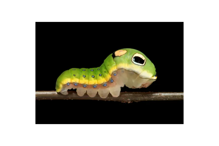 Caterpillar movie