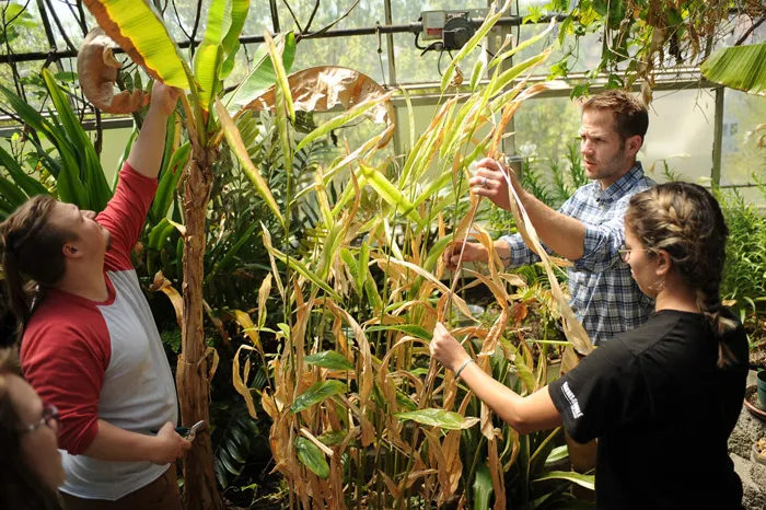 Male professor working with two students in the greenhouse