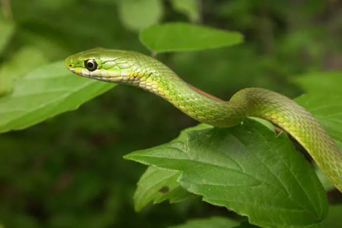 Snakes