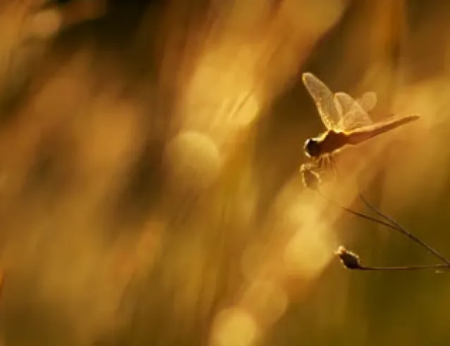 Dragonfly