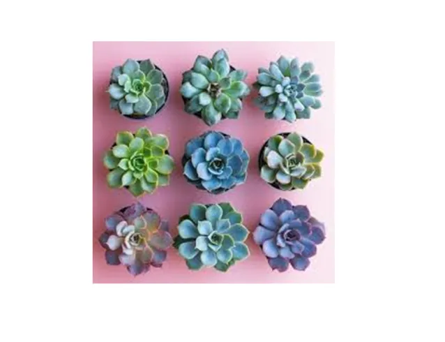 Succulents