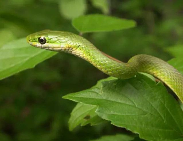 Snakes