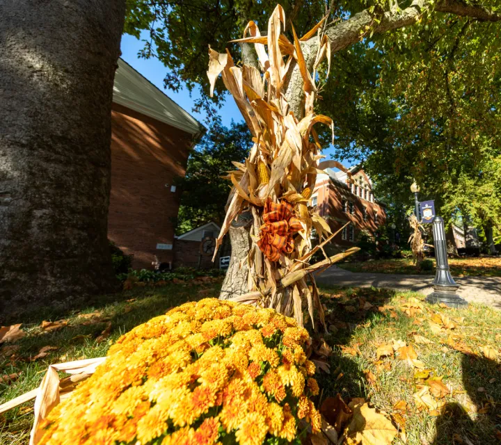 Dried Cornstalk decorations on the Marietta College Mall