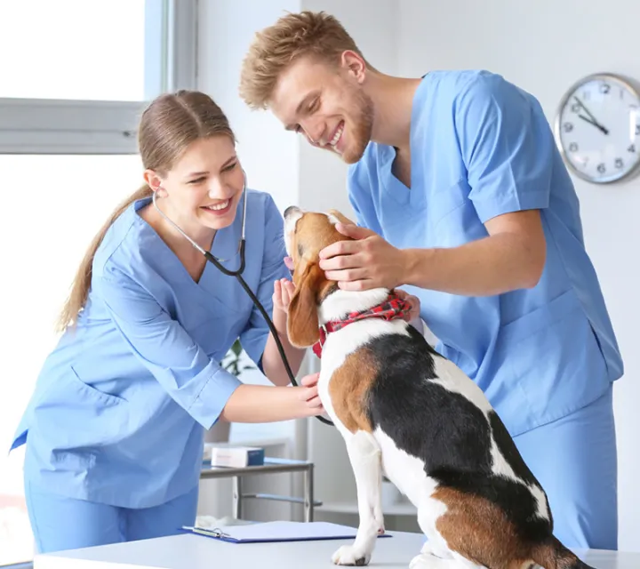 Veterinary Assistant