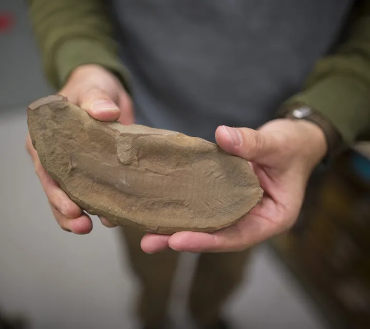 Closeup of a fossil in a rock