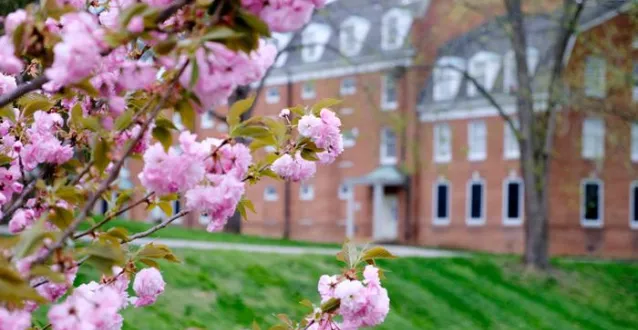 Close up of pink blooms with a building in background