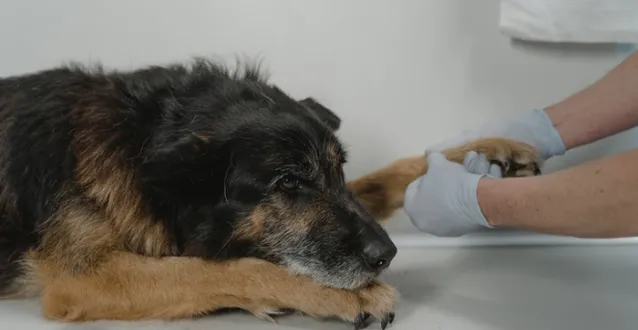 Dog at the vet