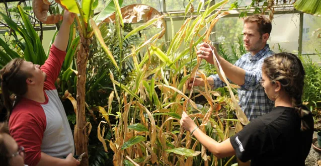 Male professor working with two students in the greenhouse